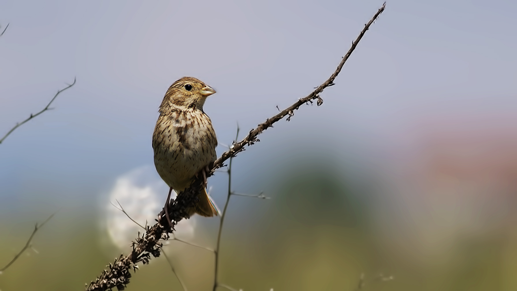 Corn Bunting